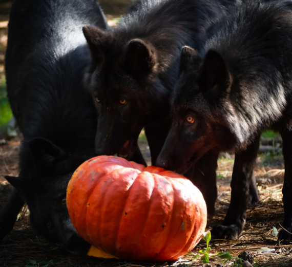 Image Vacances d'automne : des idées loisirs pour les enfants